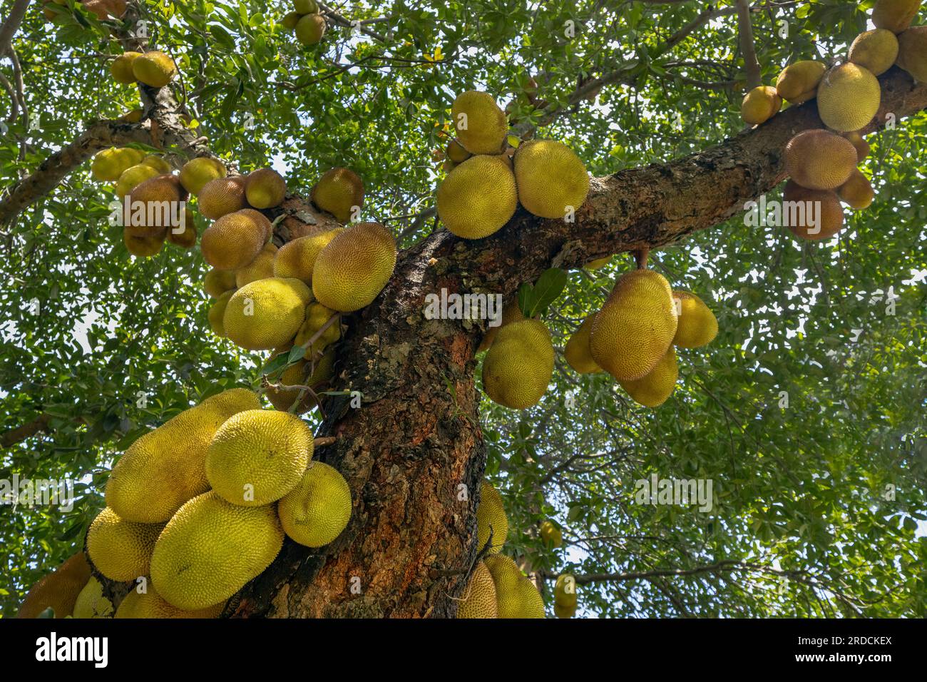Jackfruit-Marketing auf dem Großhandelsbasar Stockfoto