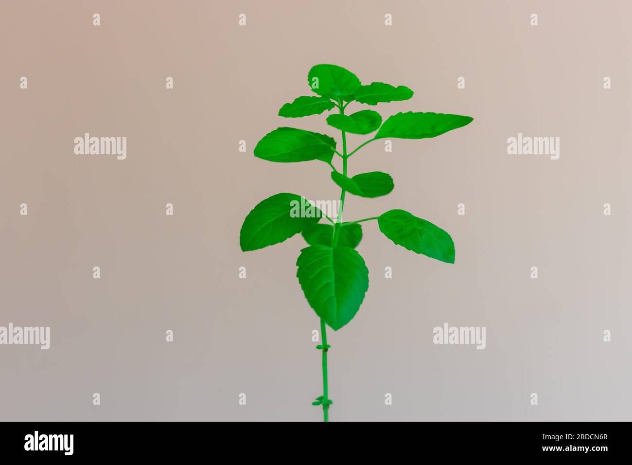 Heiliger Tulsi-Baum mit weißem Hintergrund aus einzigartigen Perspektiven Stockfoto