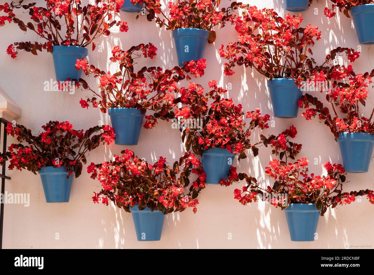 Blühende Begonien in blauen Töpfen an einer hellen Wand im alten Zentrum von Marbella, Costa del Sol, Spanien. Stockfoto