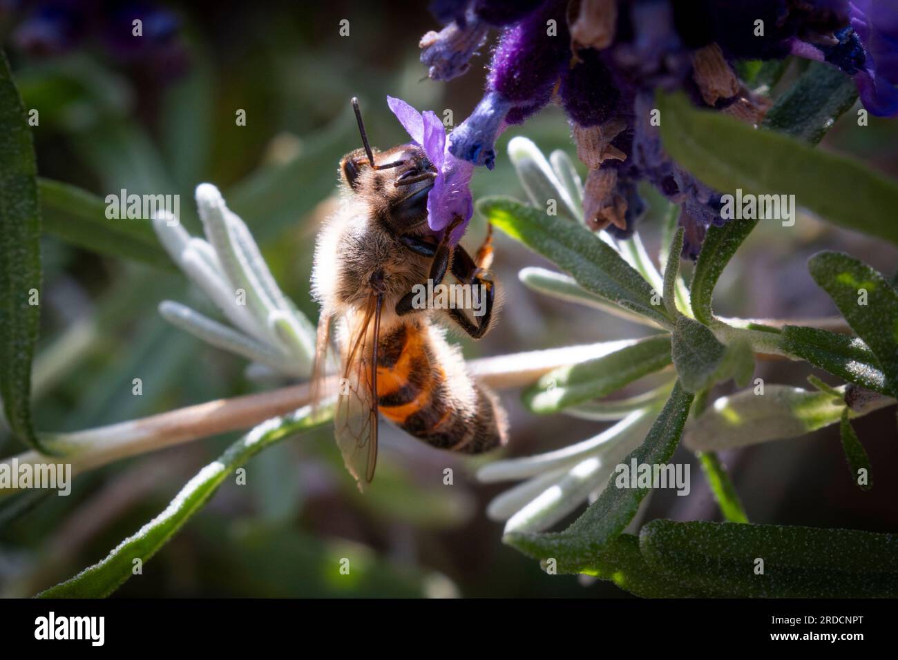 Auf diesem Nahfoto in Warschau, Polen, am 07. Juli 2023 wird eine Biene gesehen, die eine Lavendelpflanze in einem Garten bestäubt. Stockfoto