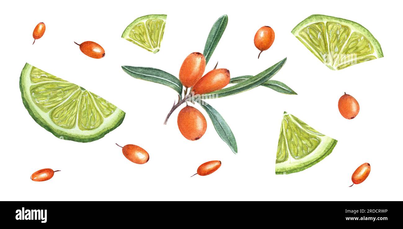 Aquarell, botanische Darstellung von Sanddorn, Limettenscheiben. Zusammensetzung frischer reifer Beeren, isoliert auf weißem Hintergrund. Für die Konstruktion festgelegt Stockfoto