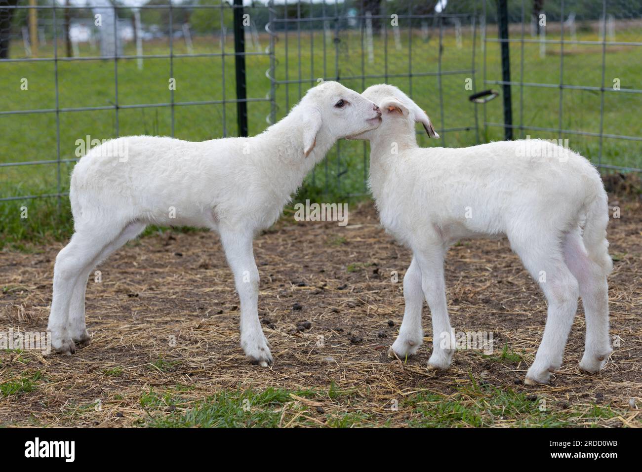 Zwei weiße Katahdin-Schaflämmer, die aussehen, als würden sie einander Geheimnisse zuflüstern Stockfoto