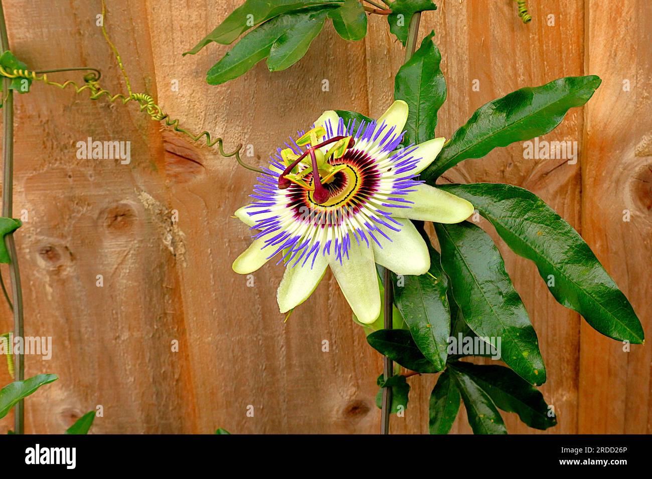 Passionsblume: Nahaufnahme eines Passionsblütenkopfes und grüner Blätter vor einem braunen Holzzaun. Stockfoto