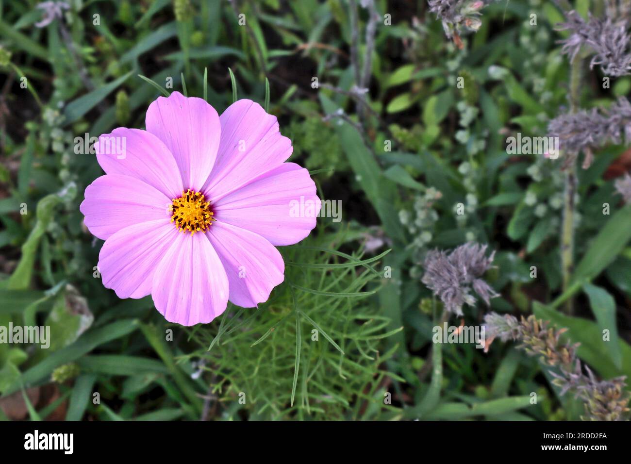 Rosa Garten Cosmos Blume, lebendige Farbe vor grünem Hintergrund. Stockfoto