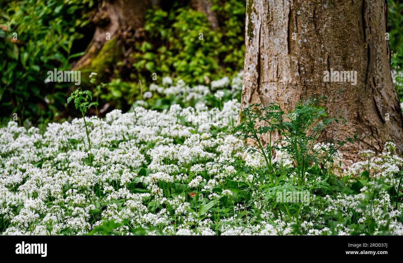 Wilder Knoblauch, Allium ursinum in schattigen Wäldern in Kingston Maurward Gardens Stockfoto