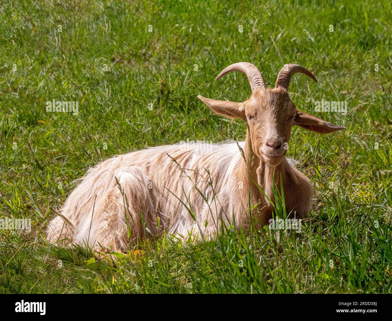 Seltene und vom Aussterben bedrohte britische Guernsey-Ziege, die an einem sonnigen Tag im Gras sitzt. UK Stockfoto