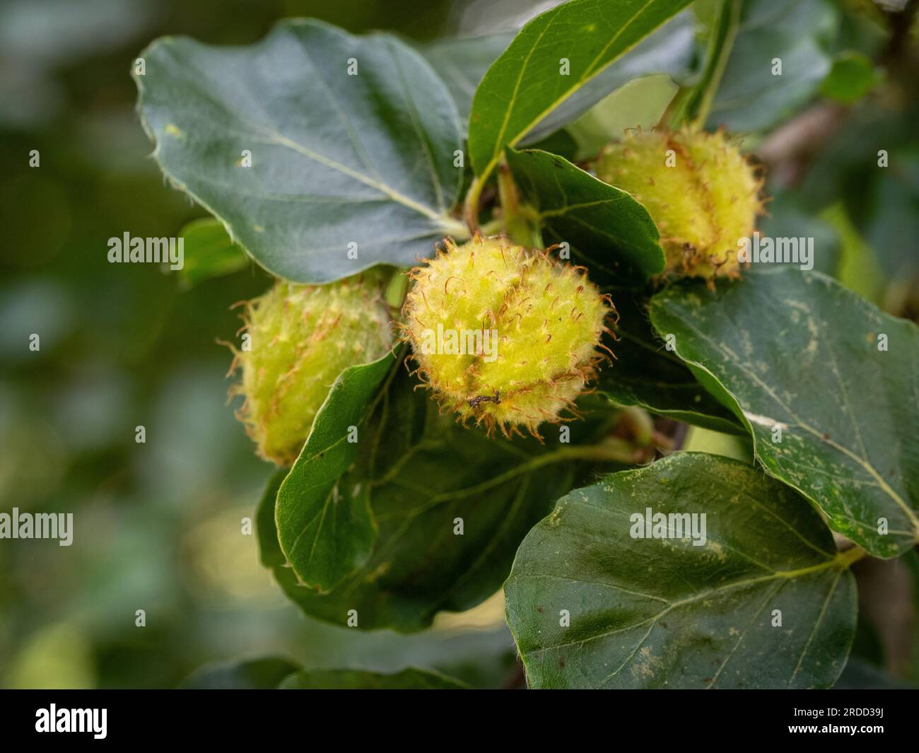 Borstenschalen Nüsse von Fagus sylvatica Rotundifolia, auch bekannt als Europäische Buche mit rundem Blätterblatt, die ihre einzigartige Konsistenz und Form aufweisen. Stockfoto
