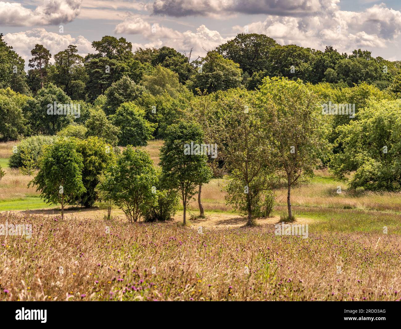 Bäume im Sommer vor einem dramatisch bewölkten Himmel mit einer Wildblumenwiese im Vordergrund. Stockfoto