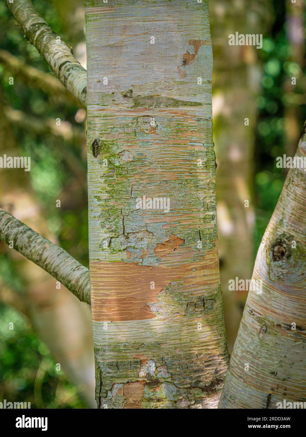 Erman's Birch (Betula Ermanii) mit seiner schälenden Paperienrinde. Stockfoto
