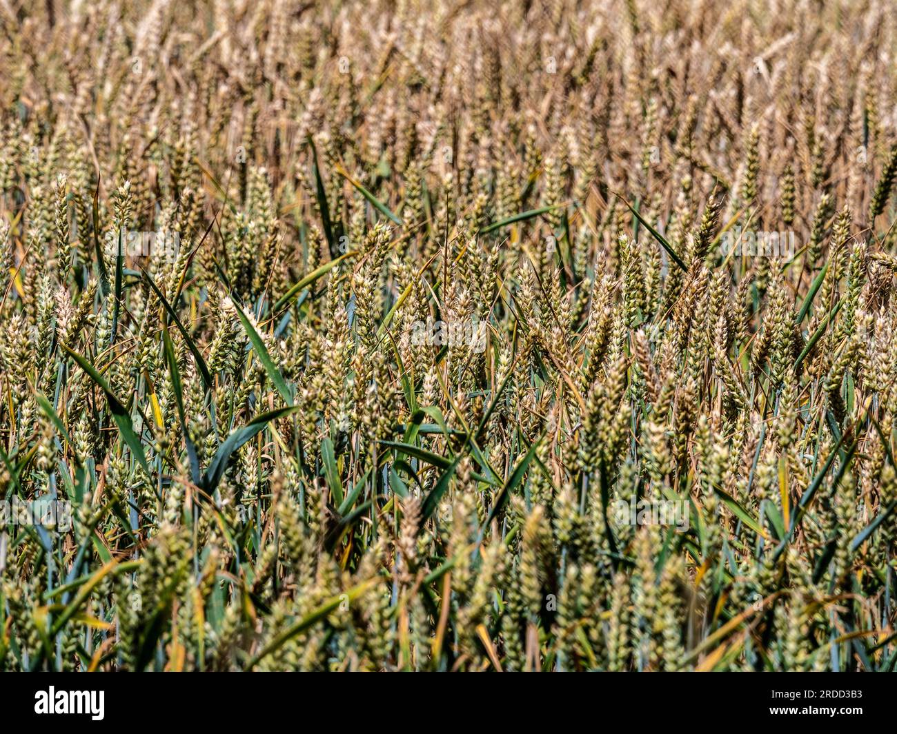 Nahaufnahme der Weizenreifung auf einem Feld im Vereinigten Königreich. Stockfoto