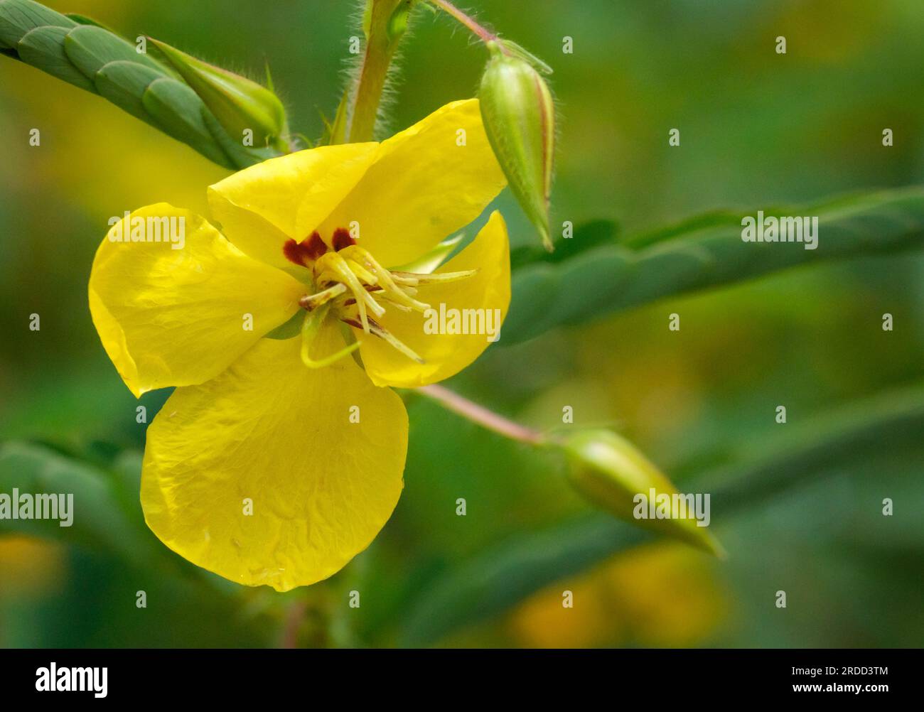 Rebhuhn (Chamaecrista fasciculata) – Hall County, Georgia Zarte gelbe Blütenblätter der Rebhuhn-Erbse an einem Sommermorgen. Stockfoto