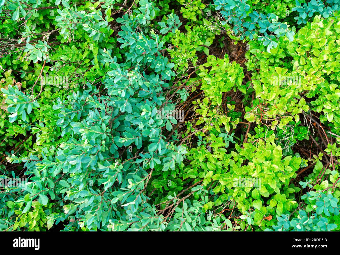 Natürliche Vegetation im Hintergrund - eine Kombination aus zwei Grüntönen Stockfoto