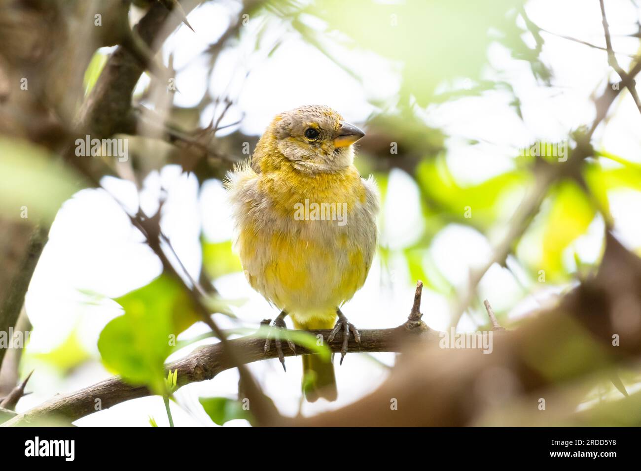 Safranfinch püriert Federn in einem Zitrusbaum in einem Garten. Stockfoto
