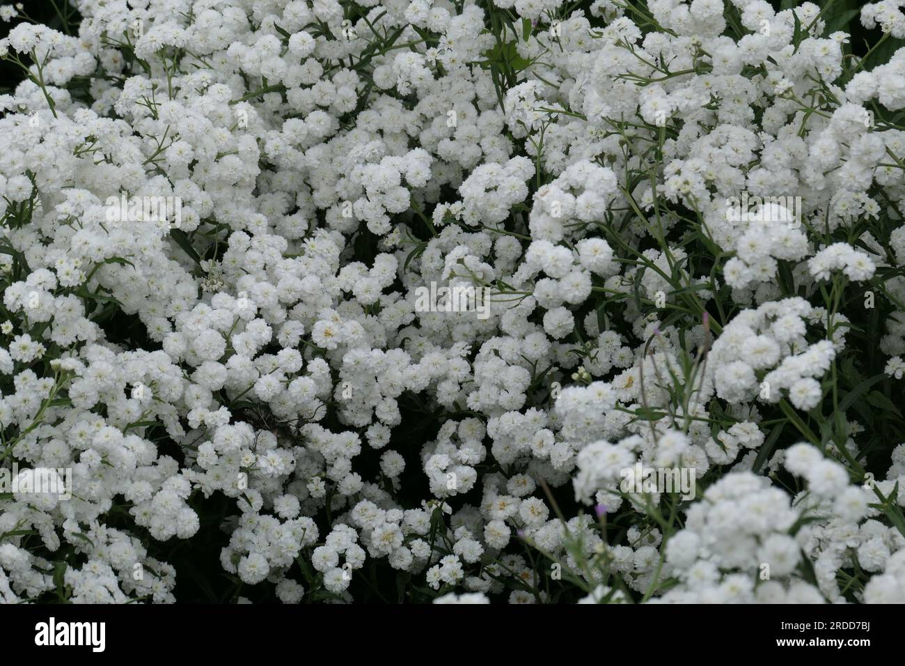 Nahaufnahme der weißen blühenden, mehrjährigen Gartenpflanze achillea ptarmica Perry's White. Stockfoto