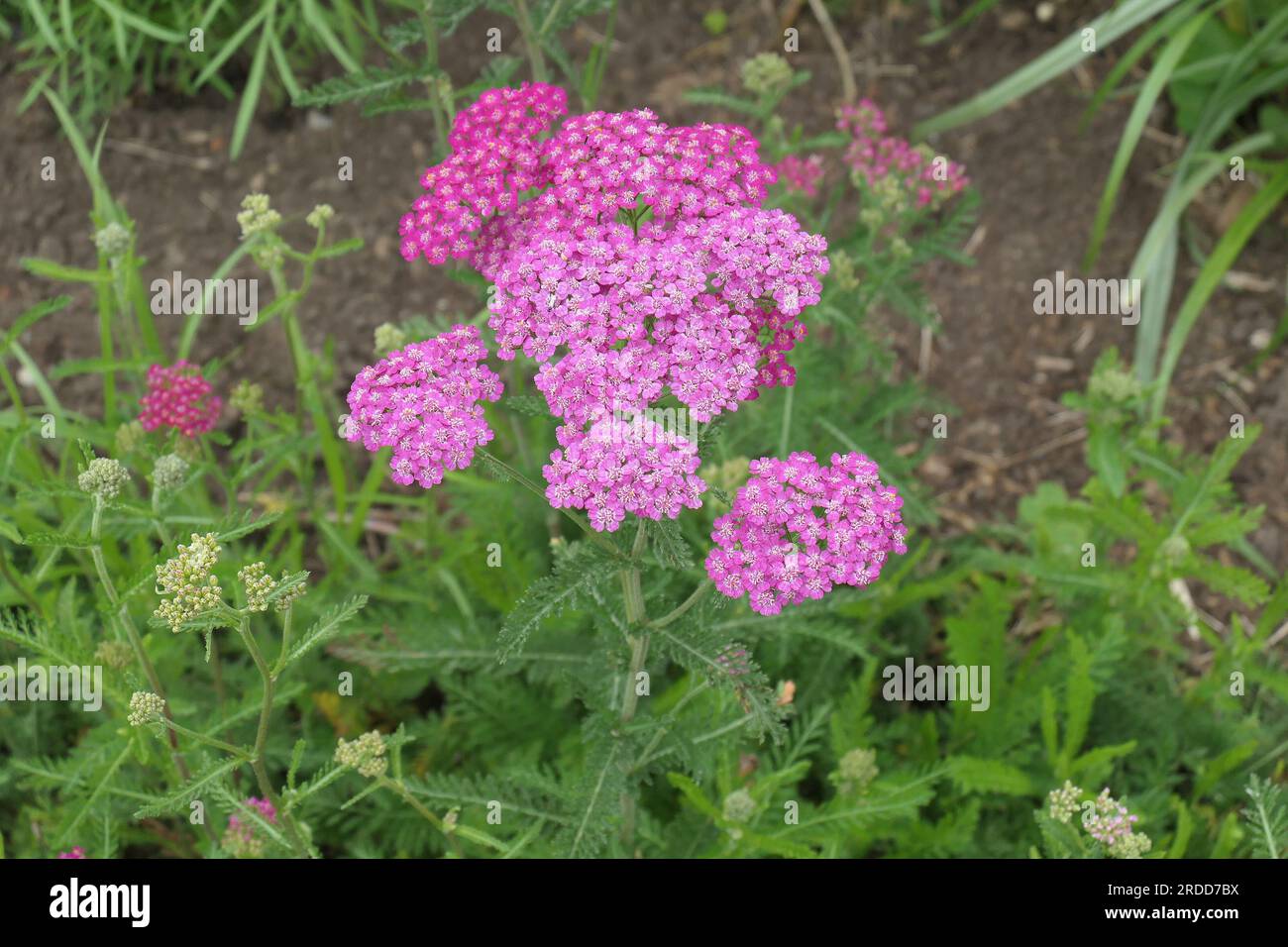 Verschlüsse der roten blühenden, mehrjährigen Gartenpflanze achillea millefolium cerise Queen. Stockfoto