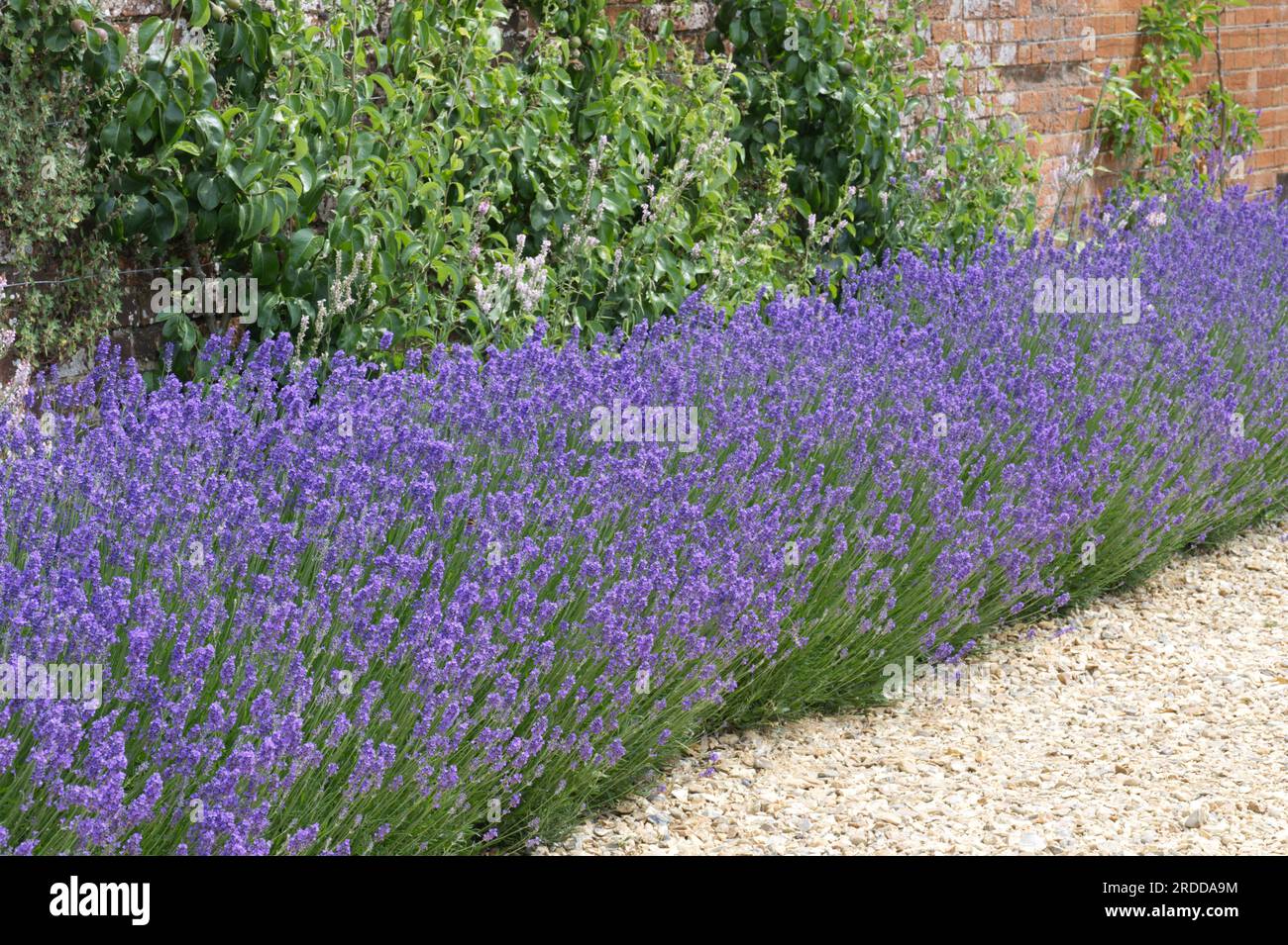 Violette Blüten der englischen Lavandula angustifolia oder Lavandula officinalis im britischen Garten Juni Stockfoto