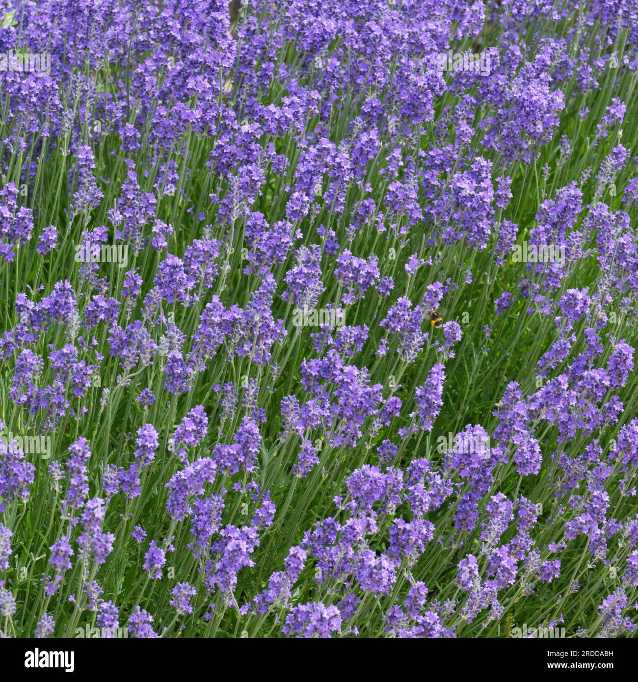 Violette Blüten der englischen Lavandula angustifolia oder Lavandula officinalis im britischen Garten Juni Stockfoto