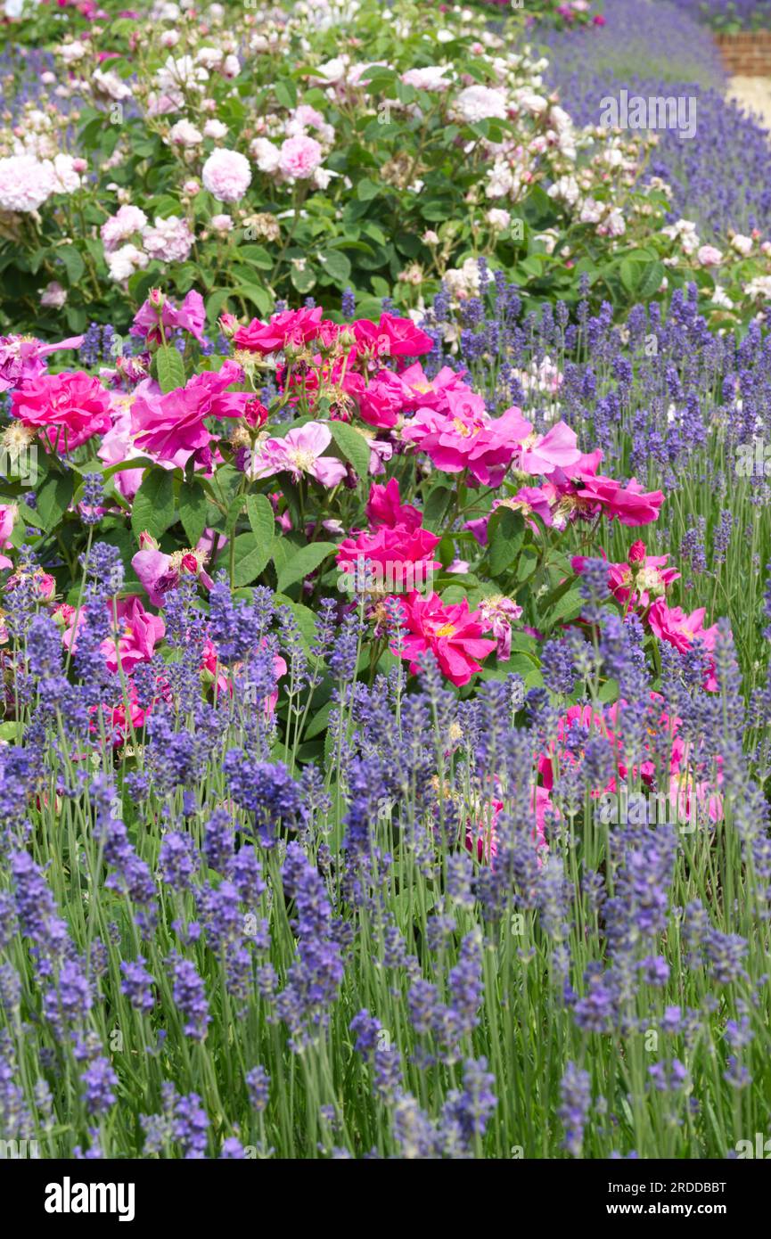 Schöne Sommerpflanzung mit Lavendel und Rosen im britischen Garten Juni Stockfoto
