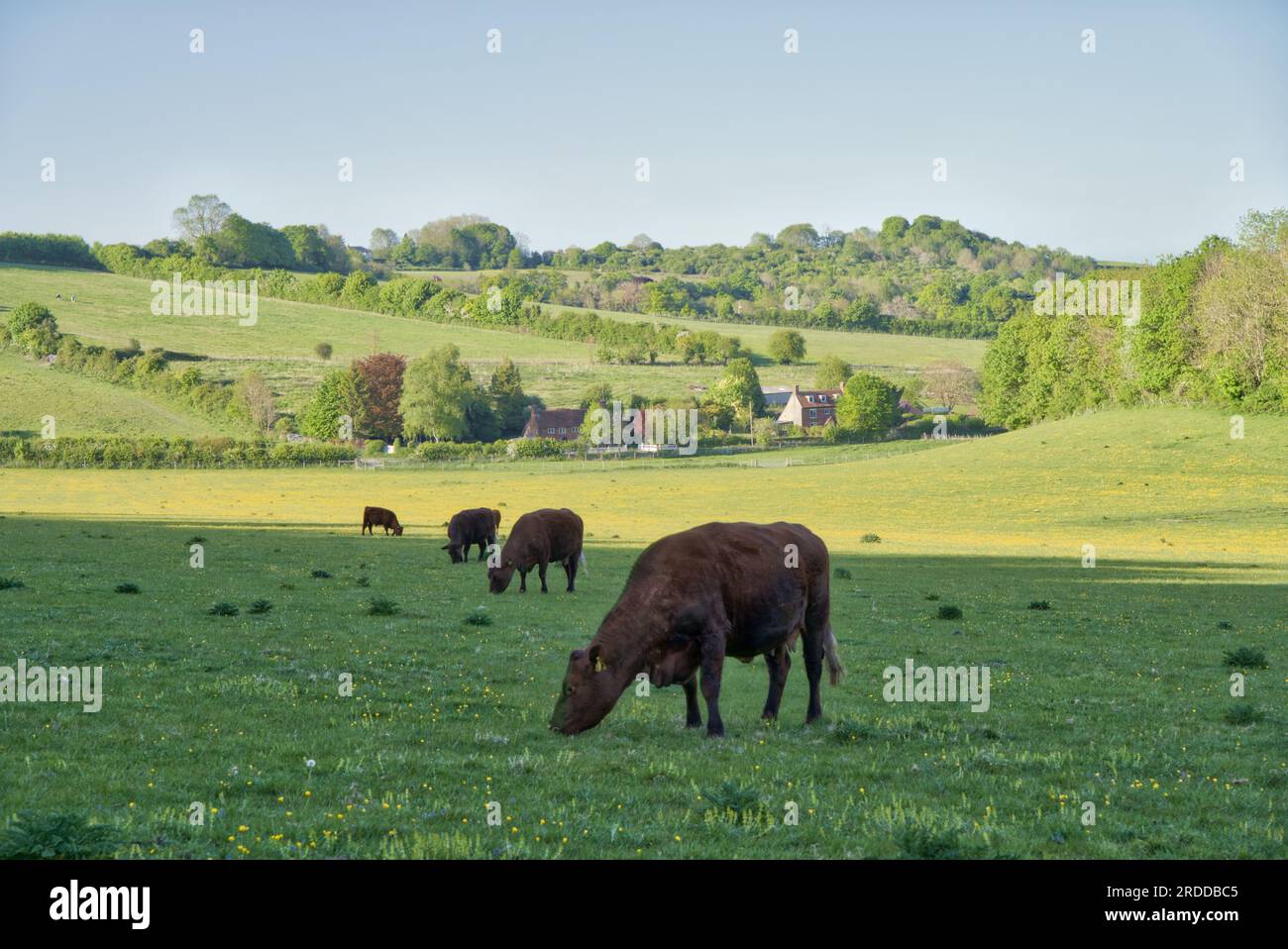 Kühe, die im Frühling in Kent, England, Großbritannien auf dem Feld weiden Stockfoto