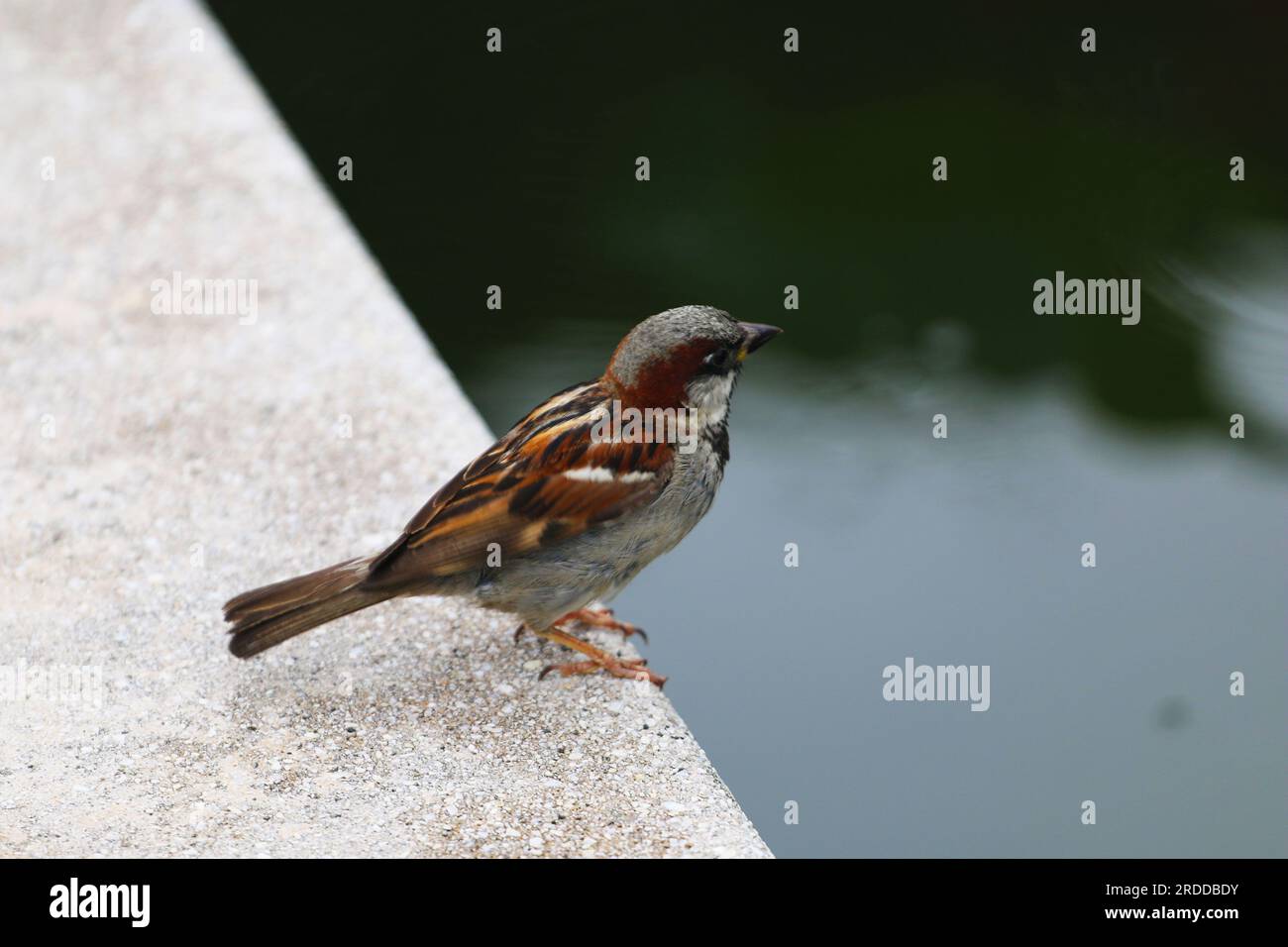 Mittelgroße Nahaufnahme eines Spatzenvogel, hoch oben an einer Steinmauer. Geringe Schärfentiefe Stockfoto