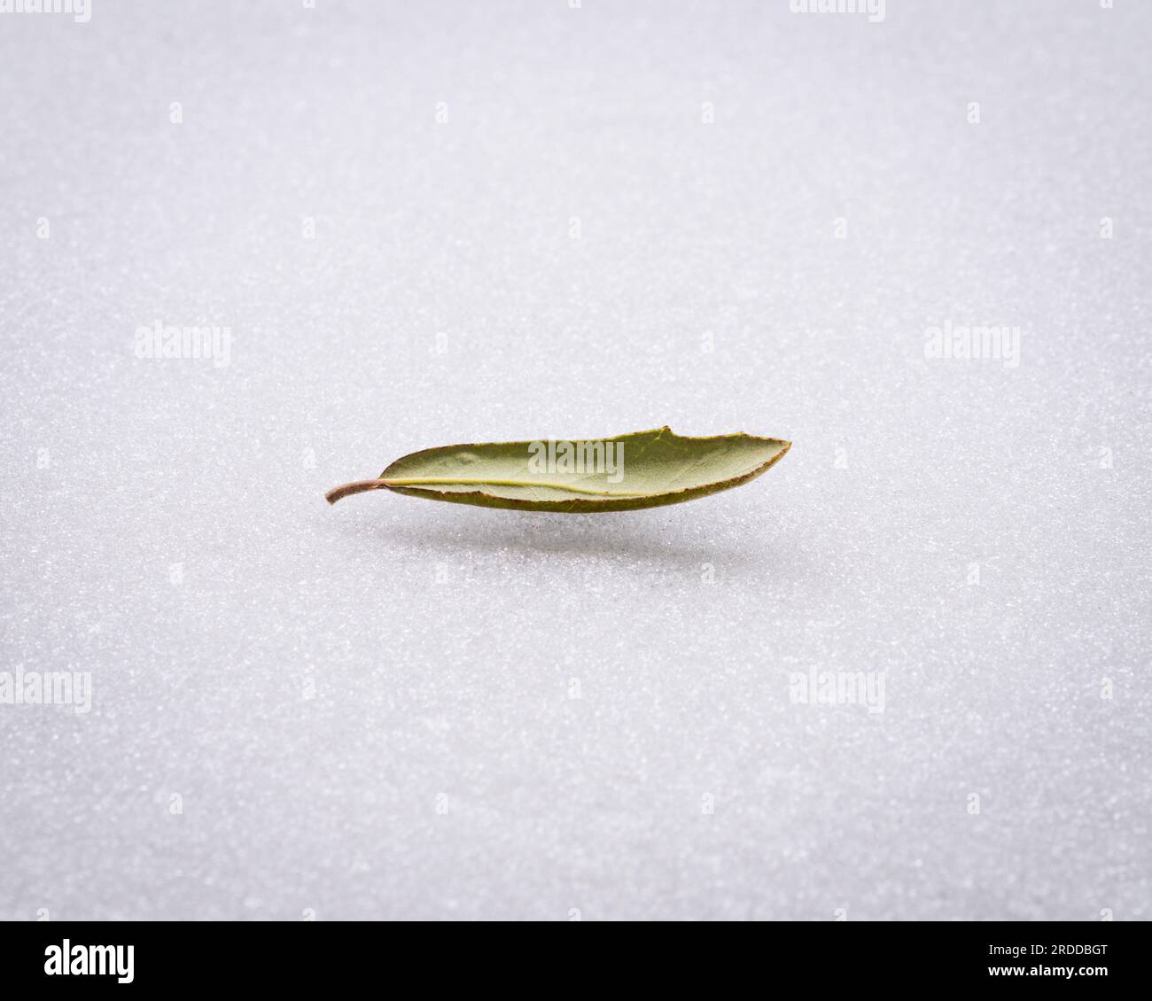 Single Live Oak Leaf scheint über dem Spiegelbild auf einer eisigen, schneebedeckten Terrasse in einem verrückten Schneesturm in Texas im Februar 2021 zu schweben. Stockfoto