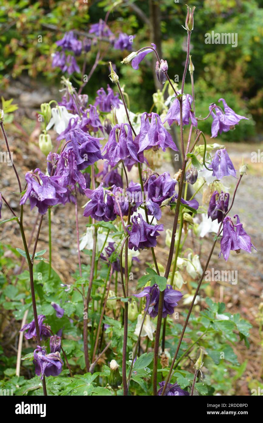 Im späten Frühling und Frühsommer blüht Aquilegia vulgaris im Garten Stockfoto