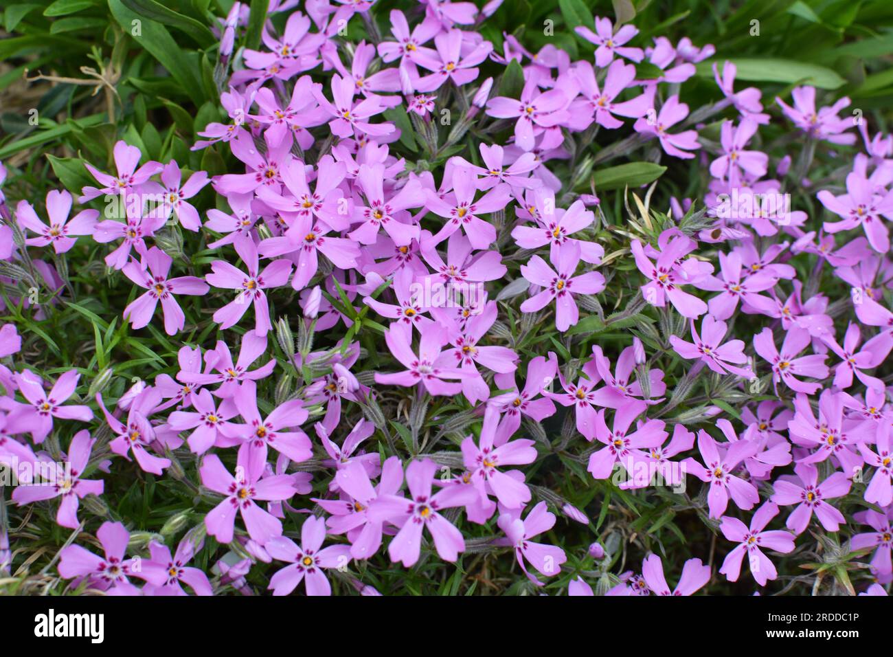 Im Frühling blüht Phlox subulata in einem Blumenbeet Stockfoto