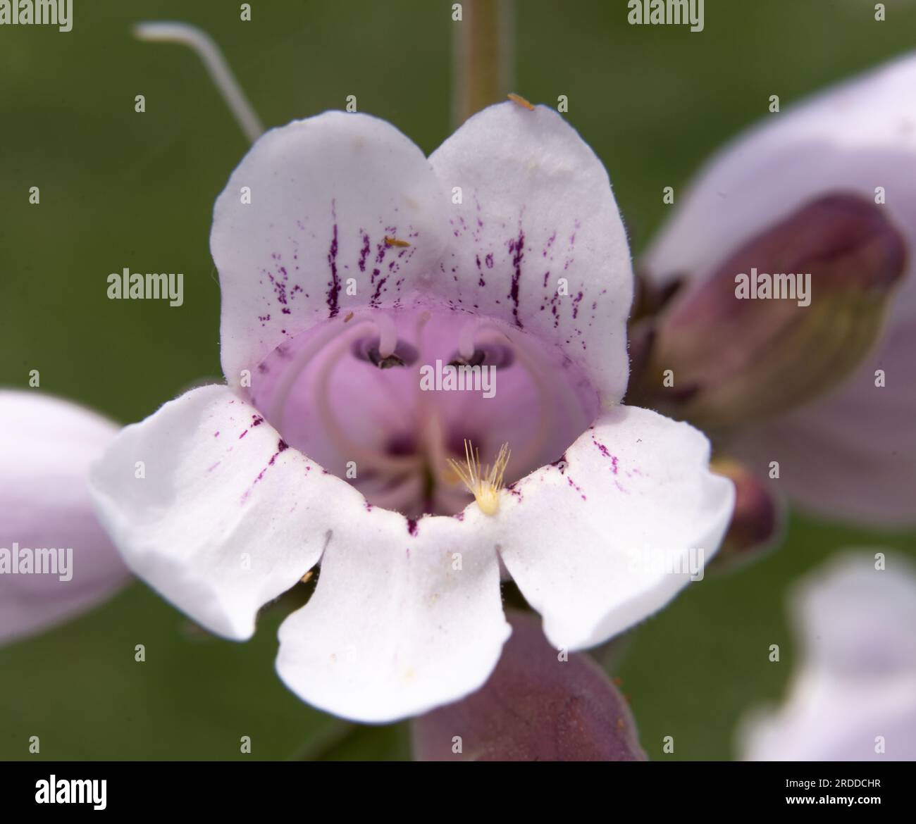 An diesem Nachmittag im Frühling in Texas ist eine merkwürdige, gesichtsähnliche Erscheinung zu sehen, die tief in die Blüte eines rosa-violetten Penstemons blickt Stockfoto