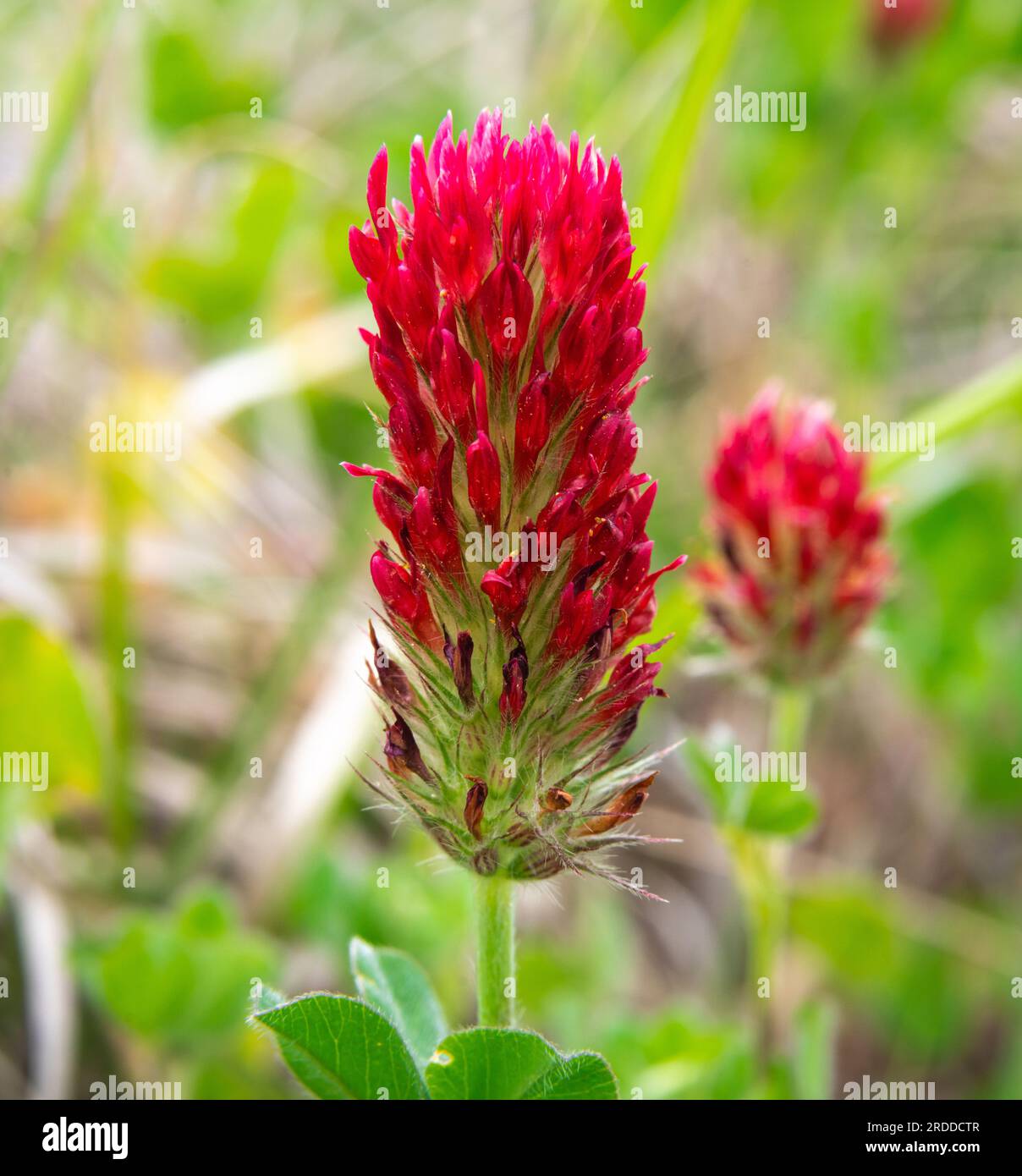 Atemberaubende Blüten von Red Crimson Clover während der Frühlingssaison von Texas Stockfoto