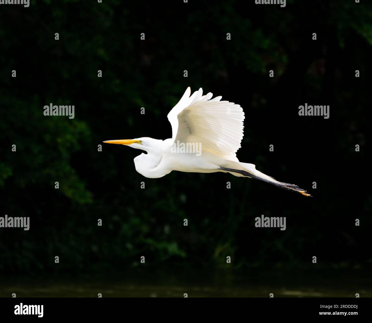 Seitenansicht des wunderschönen Great Egret mit ausgestreckten Flügeln im Flug durch eine bewaldete Gegend über einem Fluss Stockfoto