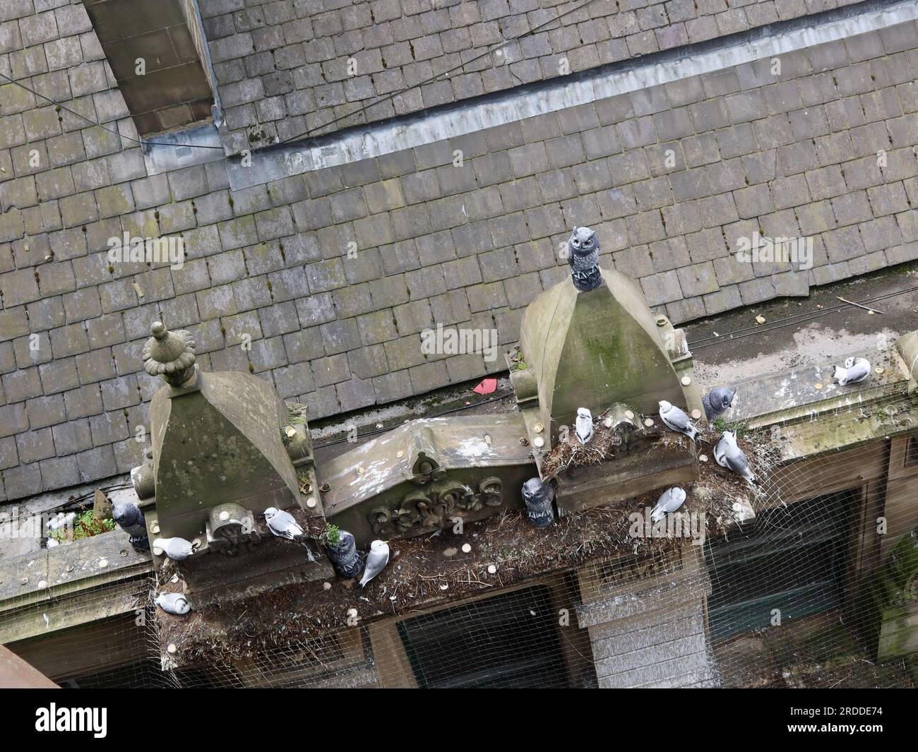 Newcastle, Vereinigtes Königreich - 20. Juli 2023 : Gulls und Kittiwakes, die auf Dächern hoch über dem Boden nisten. Stockfoto