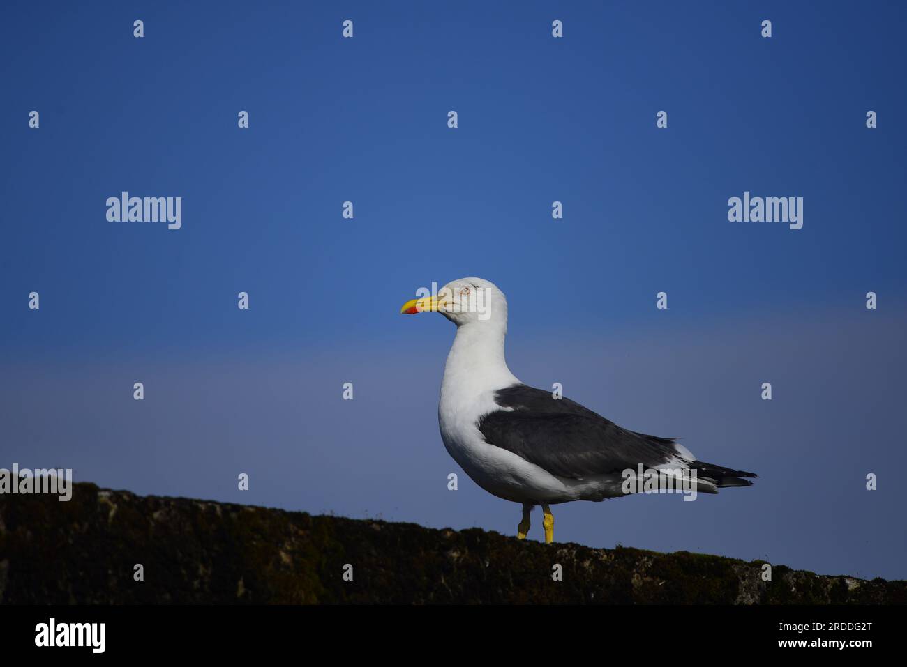 Little Black Backed Gull Larus Fuscus Stockfoto