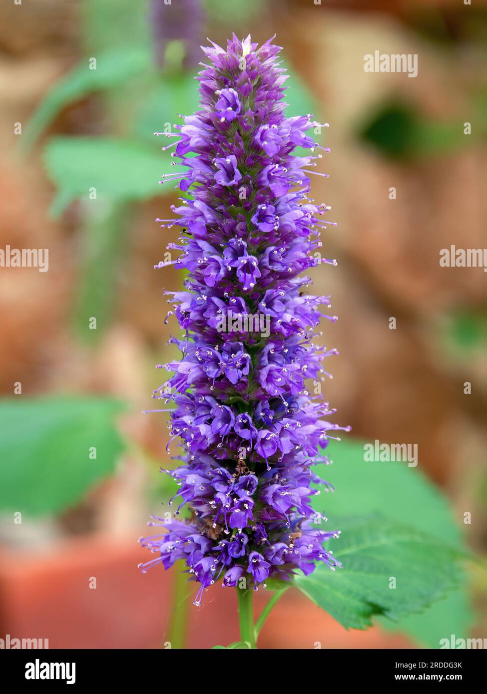 Makrofotografie winziger Agastachblumen, die in einem Garten in der Nähe der Kolonialstadt Villa de Leyva im Zentrum Kolumbiens aufgenommen wurden. Stockfoto