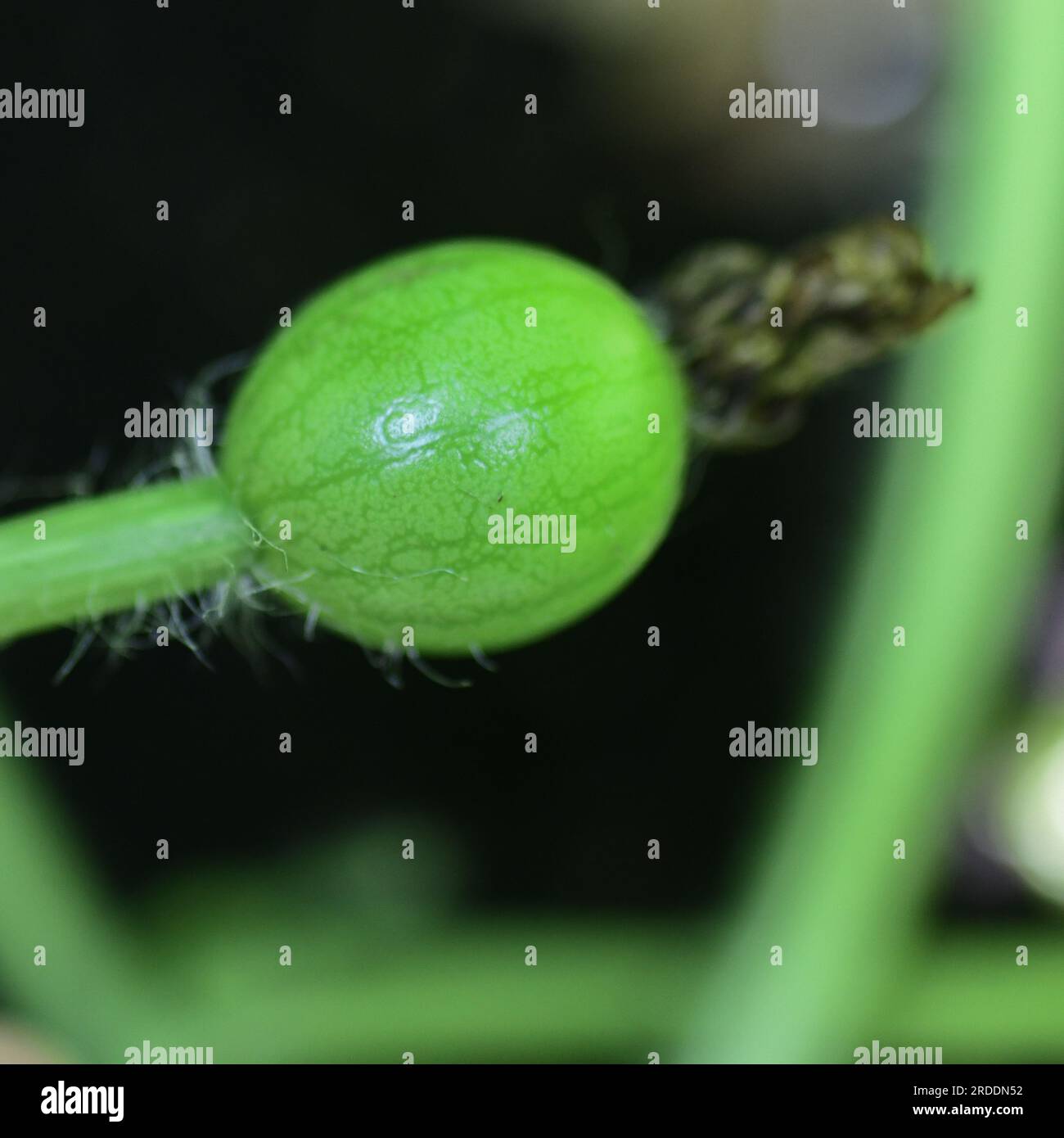 Wassermelonenblüte - Baby-Wassermelone - Wassermelonensetzfrucht - weibliche Wassermelonenblüte - bestäubte Früchte auf Rebe / Bestäubung Stockfoto