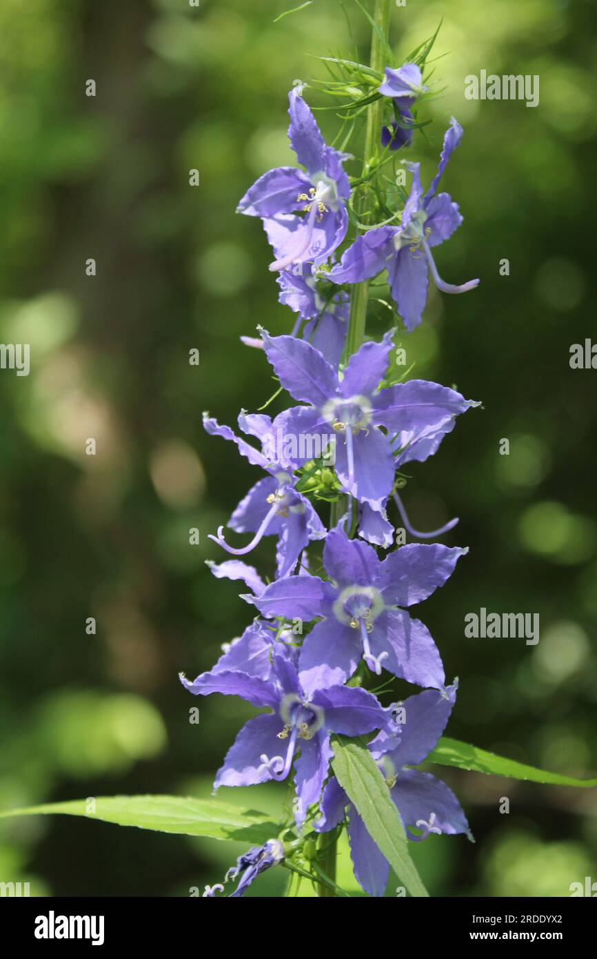 Amerikanische Bellflower Clusters in den Camp Ground Road Woods in des Plaines, Illinois Stockfoto