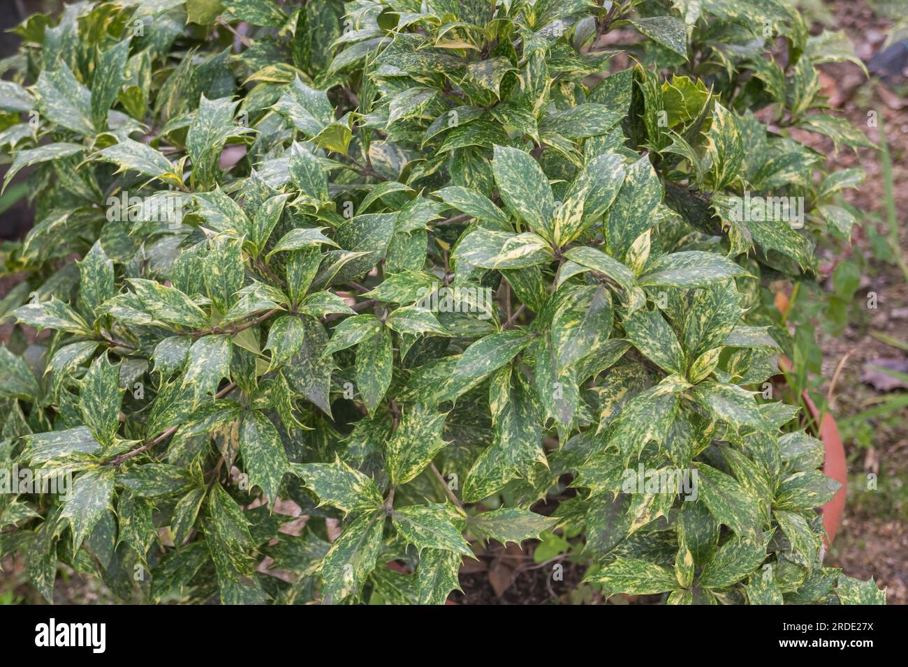 holly osmanthus pflanzt im Sommer einen Topfgarten im Freien an Stockfoto