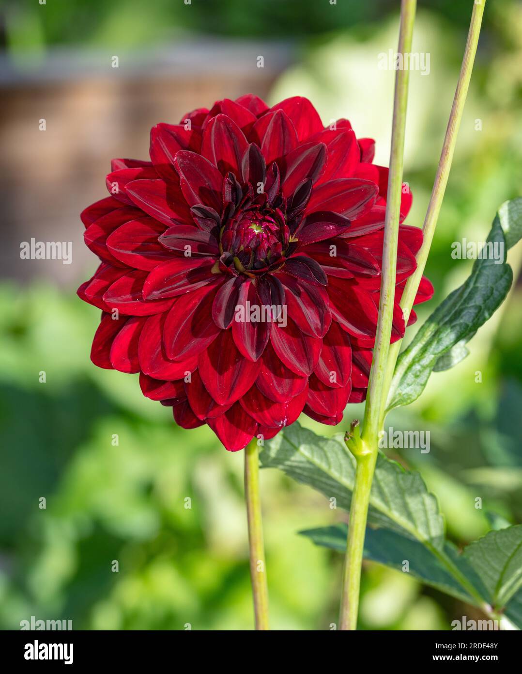 „Arabian Night“ formell Dekorative Dahlia, Dekorativdahlia (Dahlia x Hortensis) Stockfoto