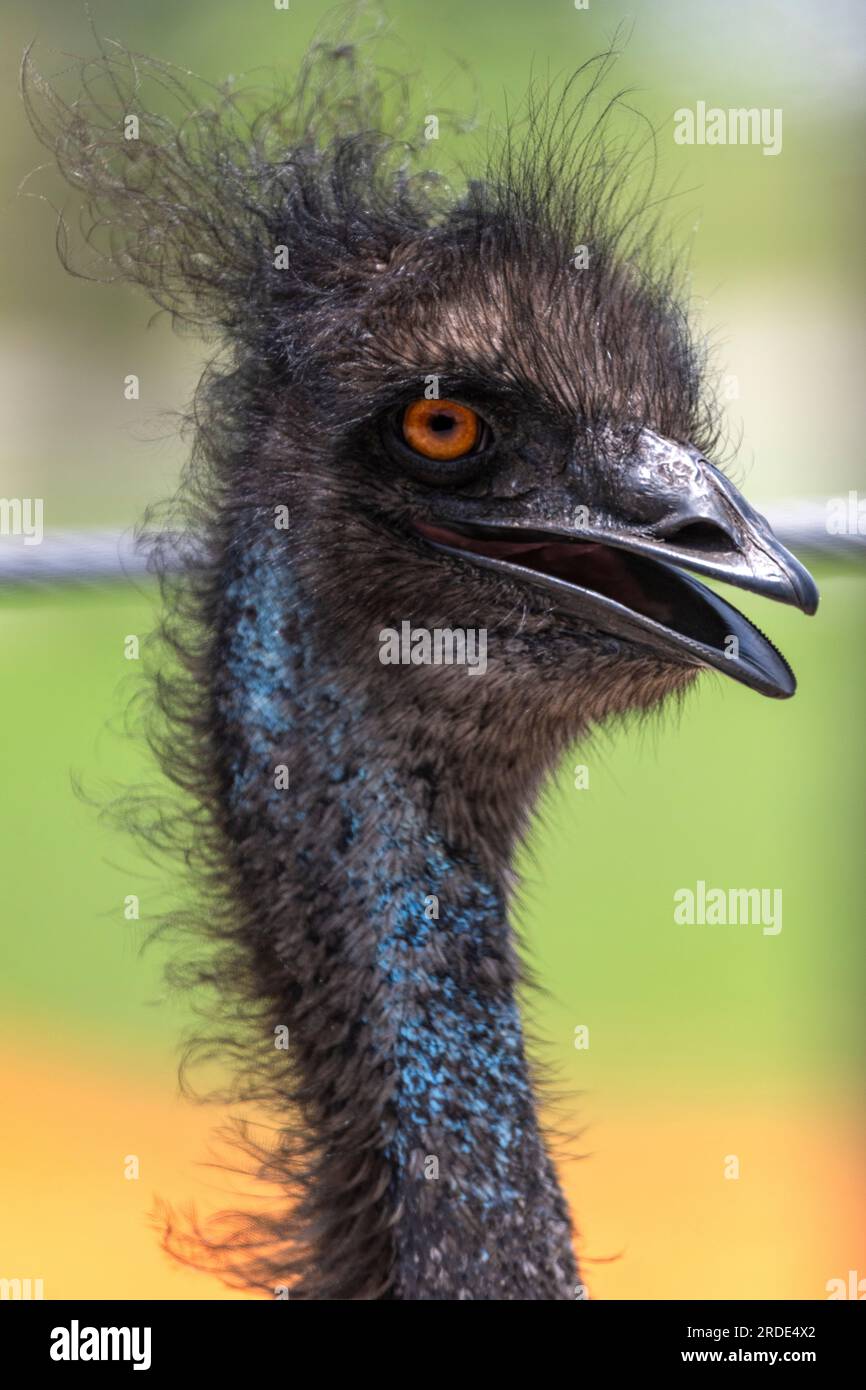 Nahaufnahmen von emu Dromaius novaehollandiae mit offenem Schnabel, unordentlichem Haar und leuchtend orangefarbenen Augen Stockfoto