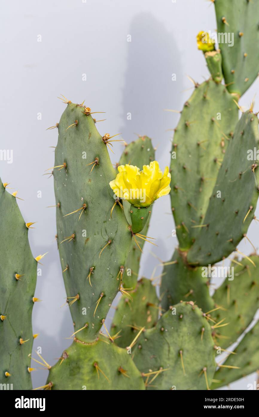 Opuntia stachelige Birne Kaktus blüht Stockfoto