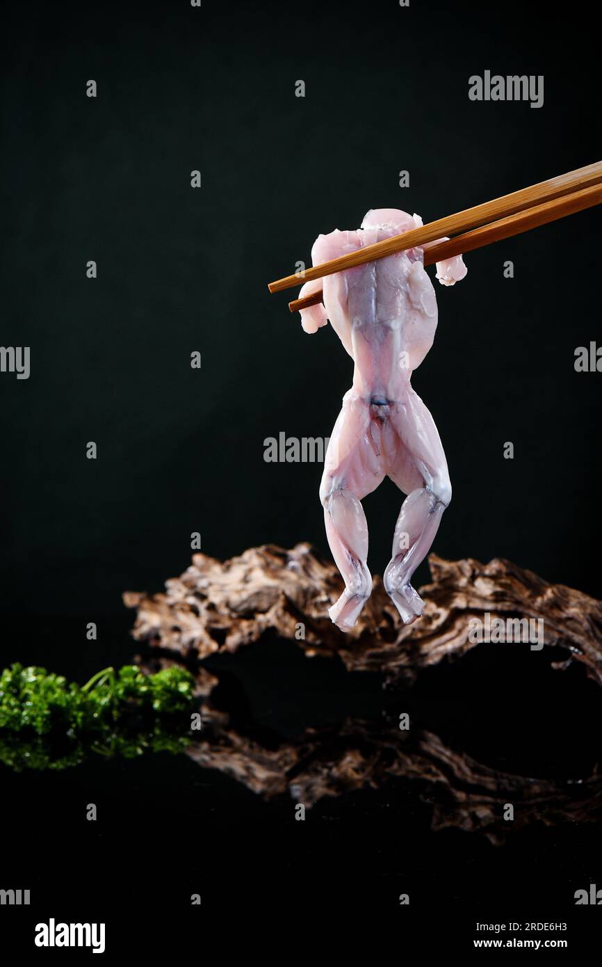 Frischer roher Bullfrog für heiße Töpfe Stockfoto