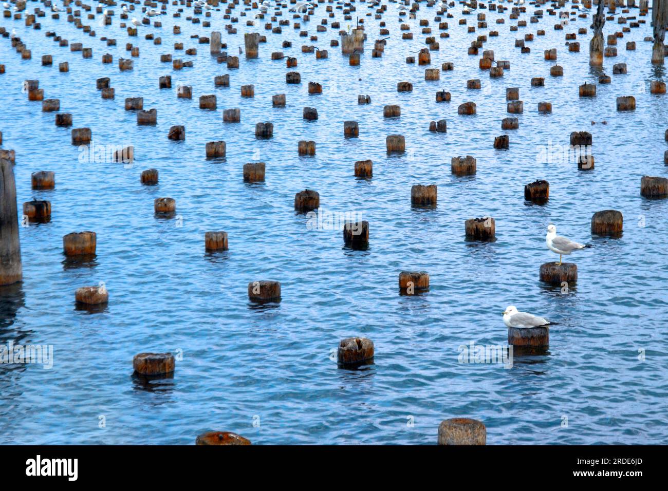 Endlose Dockpfähle bieten Möwen viele Möglichkeiten, sich im blauen Wasser des Lake Superior zu erholen. Stockfoto