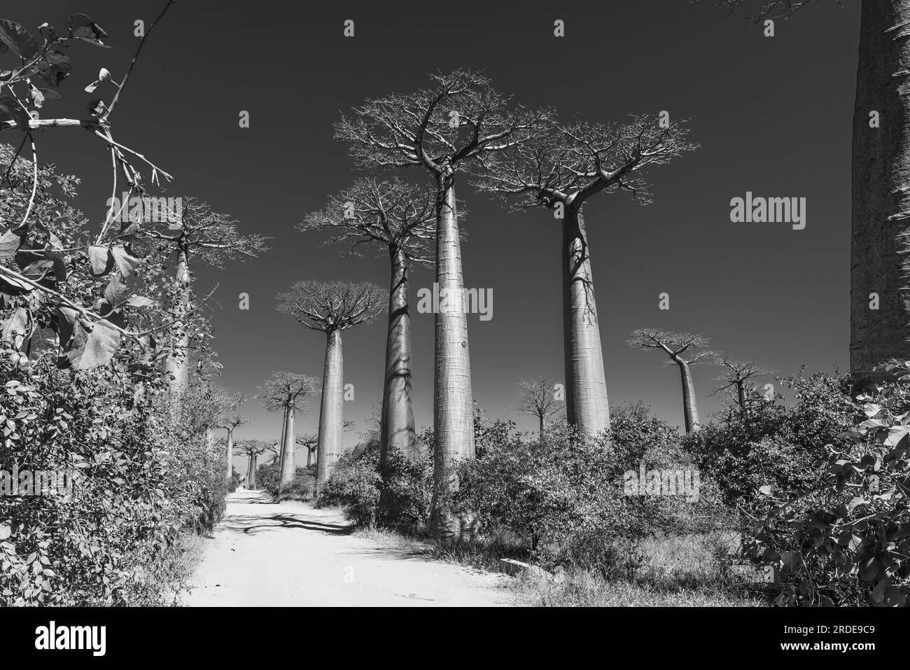 Wunderschöne Allee der Baobabs. Die legendäre Avenue of Baobab Trees in Morondava. Madagaskar. Einzigartiger Wald, schwarz-weiß Stockfoto