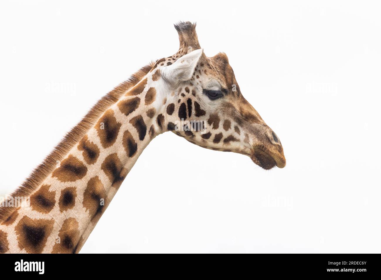 Rothschilds Giraffe (Giraffa camelopardalis rothschildi) im Zoo Paington, Paington, Devon, Großbritannien Stockfoto