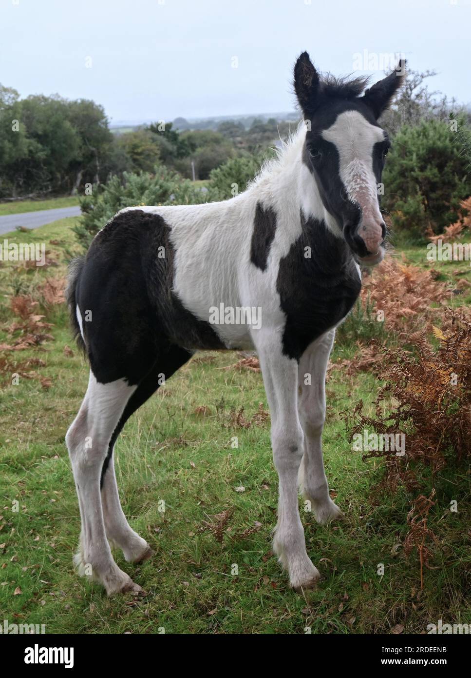 Dartmoor pony Stockfoto