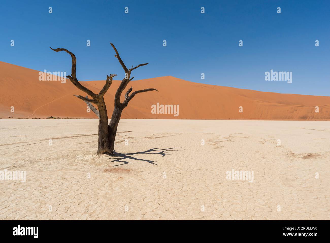 Toter Baum im berühmten Deadvlei-Tal mit roten Dünen Stockfoto