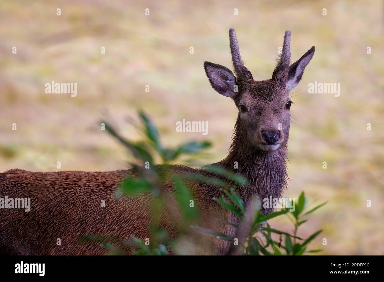 Roter Hirsch (Cervus elaphus) junger Mann, teilweise im Strauch versteckt Stockfoto