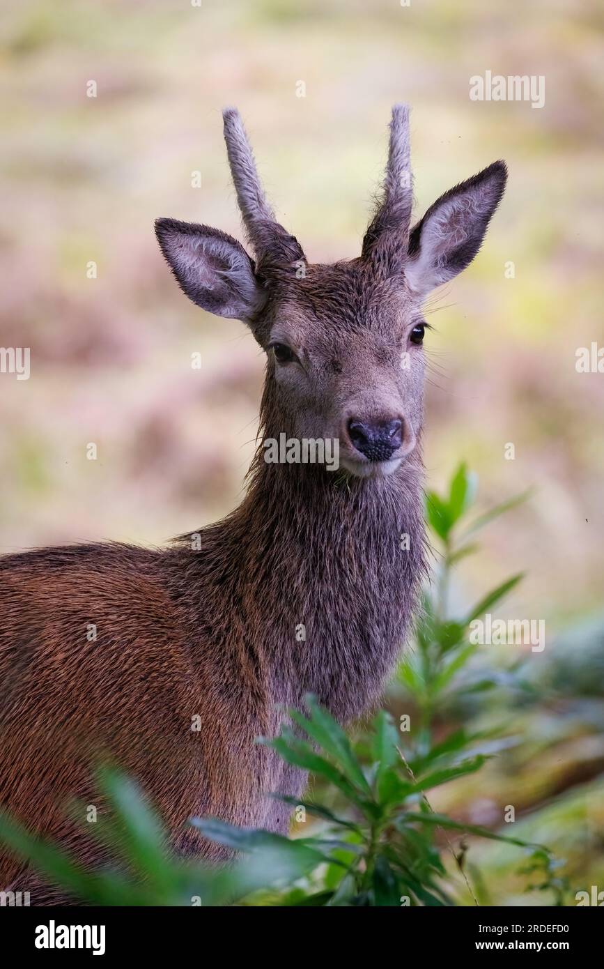 Roter Hirsch (Cervus elaphus) junger Mann, teilweise im Strauch versteckt Stockfoto