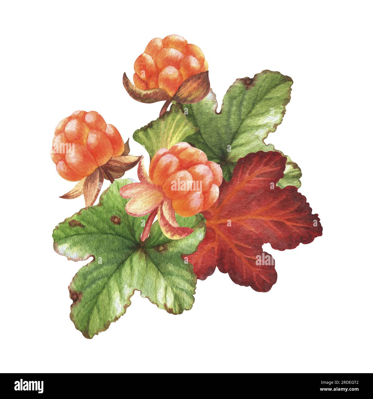 Aquarell-Illustration mit Multbeeren aus dem Wald. Beeren, Blätter und Blüten. Perfekt für Grußkarten, Cover, Drucke, Muster, Sammelalben Stockfoto