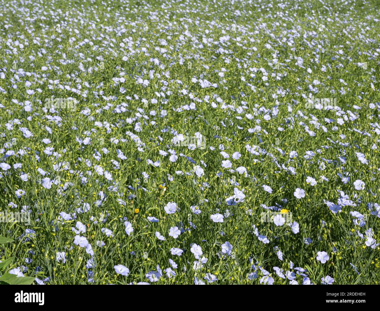 Leinsamen. Linum usitatissimum Stockfoto