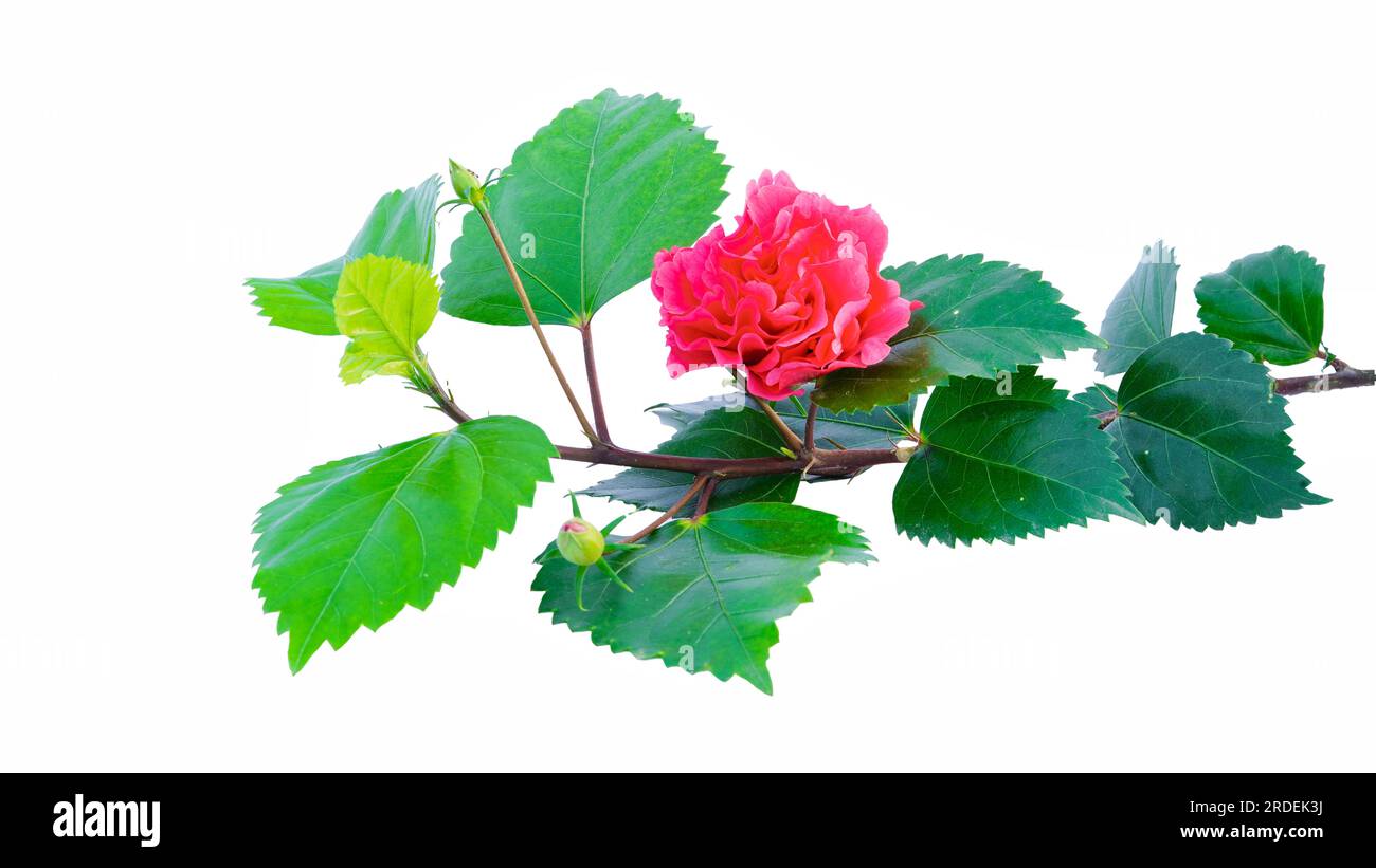 Schöne große Blume und rotes Hibiskus- oder Gudhal-Blatt isoliert auf weißem Hintergrund Stockfoto